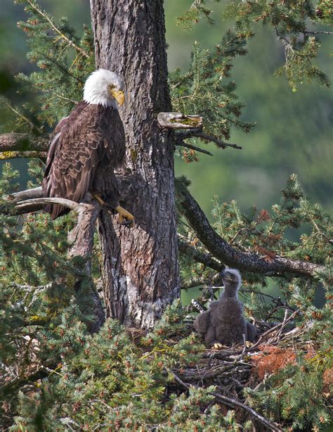 Bald Eagle chick | Focal World