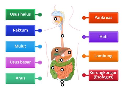 Sistem Pencernaan Manusia Labelled Diagram