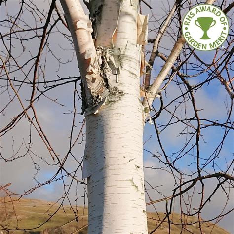 5 X Betula Utilis Doorenbos Bare Root Mature Tree Bundle