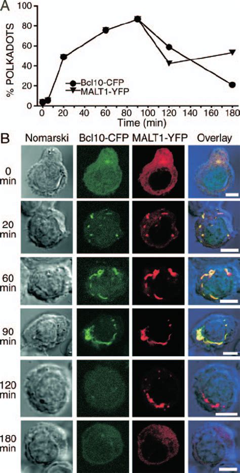 Interaction Between Bcl10 And MALT1 Is Required For POLKADOTS