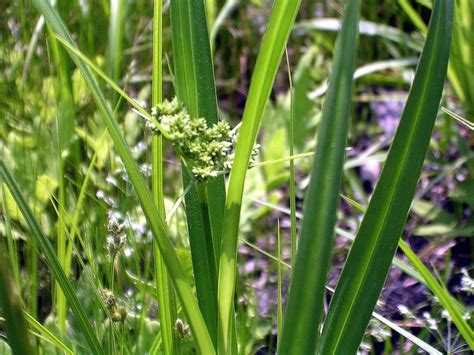 Scirpus Atrovirens Garymarx51 Flickr