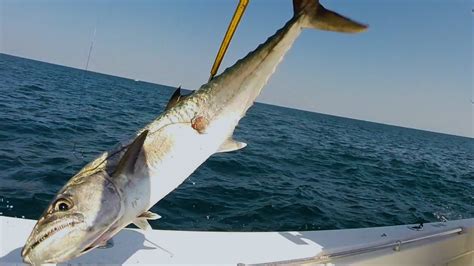 The Technique To Catching Kingfish With Live Bait Youtube