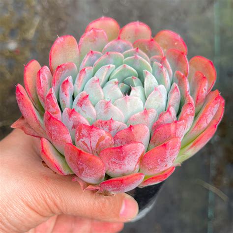 Echeveria Princess Alice Let Love Grow Succulent And Cactus