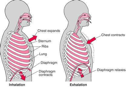 Normal Lung Function » Pediatric Pulmonary Division » College of ...