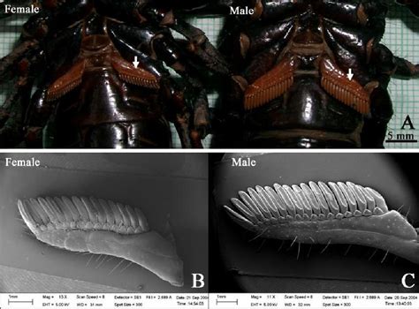 Figure 6 From Sexual Dimorphism In The Asian Giant Forest Scorpion