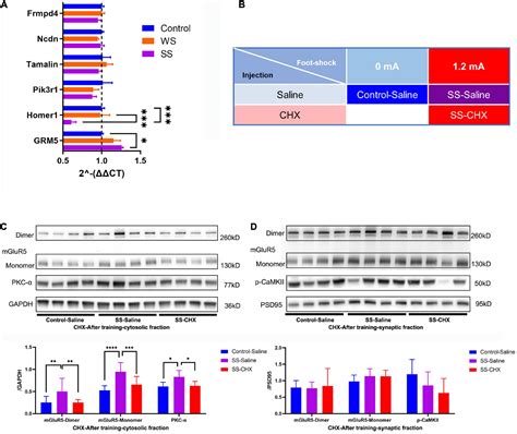 Frontiers Mglur In Amygdala Modulates Fear Memory Generalization