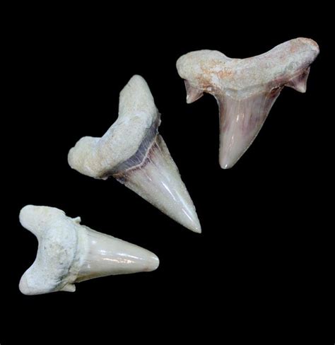 Otodus Obliquus Fossil Shark Tooth