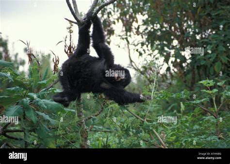 Baby Mountain Gorilla Gorilla Gorilla Berengei Virunga Mountains