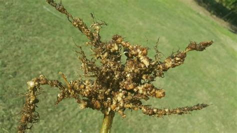 Root Knot Nematode Of Soybean NC State Extension Publications