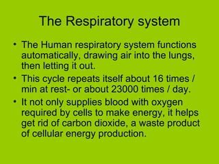 The Respiratory System | PPT