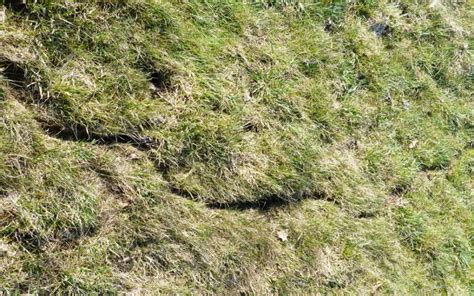 Comment régler vos problèmes de vers blancs grâce à la pose de tourbe