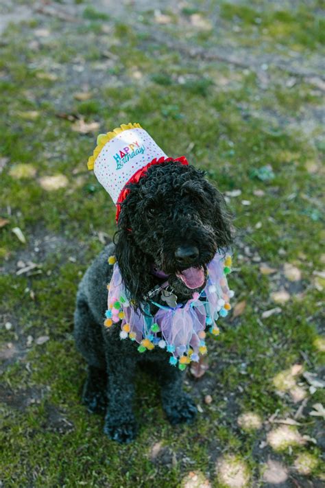 happy birthday dogs 2