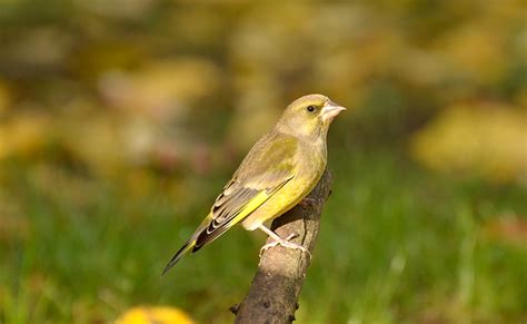 Petit Oiseau Noir Et Jaune Les Oiseaux Du Jardin Savoir Les