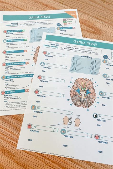 Cranial Nerves Worksheet 2 Pages Digital Download Etsy Cranial Nerves Nursing Notes Nerve