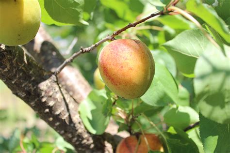 Free Images Tree Branch Fruit Flower Food Produce Apricot