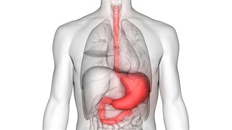 What You Need to Know About Stomach Cancer | Saint John's Cancer Institute