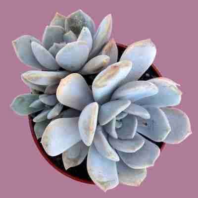 Echeveria Laui Care Complete Guide Moody Blooms