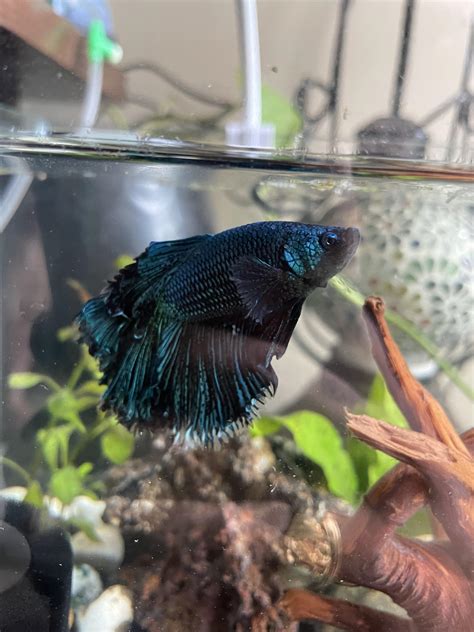 tips for betta fish hyperactive at home 2