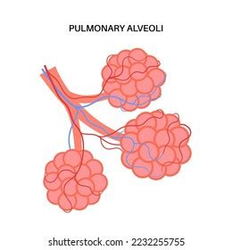 Pulmonary Alveoli End Bronchioles Human Respiratory Stock Vector (Royalty Free) 2232255755 ...