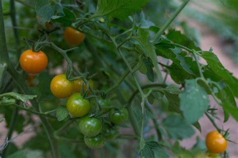 Tomato Talk All About Americas Favorite Fruit Fresh Harvest