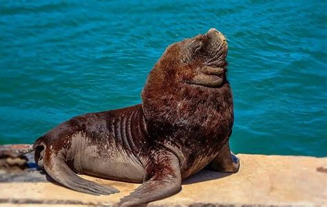 Diferencia Entre Lobo Marino Y Foca