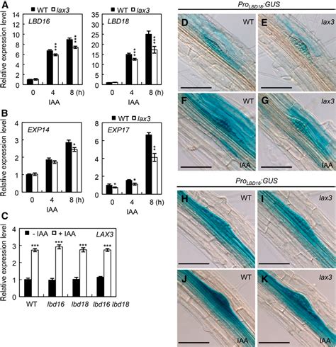 Figure From Lateral Organ Boundaries Domain And Act Downstream