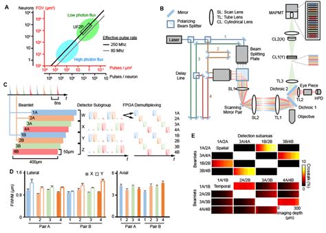 Design And Performance Of Ultra Fast Two Photon Microscope A