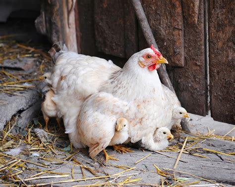 10 Tips For Brooding Chicks Off Grid Murray Mcmurray Hatchery Blog