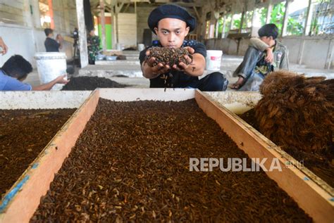 Pesantren Matholib As Suluk Sukses Budi Daya Maggot Republika Online