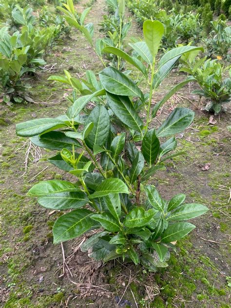 Laurowiśnia wschodnia Novita Caucasica Rotundifolia 150 cm Prunus