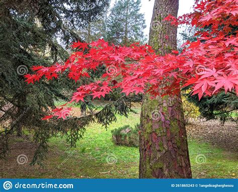 Trees Autumn In Dendrological Park Arboretum Silva Stock Image Image