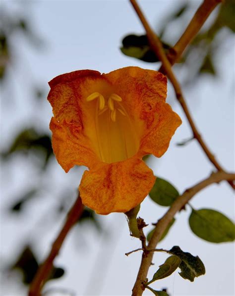 Tecomella Undulata Eflora Of India