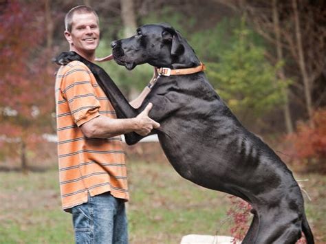 Zeus, world's tallest dog, dies at age 5