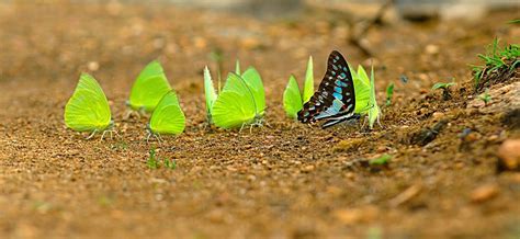 Kumaar Holidays : BEAUTIFUL BUTTERFLY SAFARI PARK - THENMALA