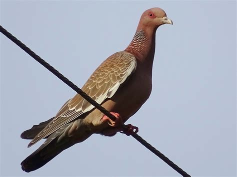 Asa Branca Fauna E Flora Da Caatinga INaturalist