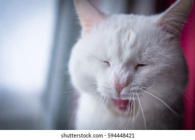 Yawning White Cat Differentcolored Eyes Stock Photo