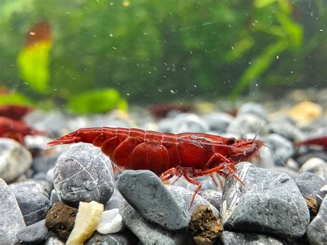 Amazon Seam Oasis Red Mary Neocaridina Shrimps For Live Shrimp