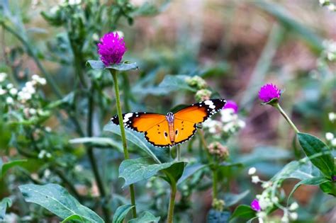 Tigre llano danaus chrysippus butterfly bebiendo néctar de las plantas