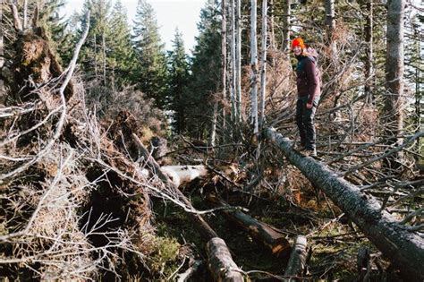 Premium Photo Woman Standing On Fallen Tree In Forest