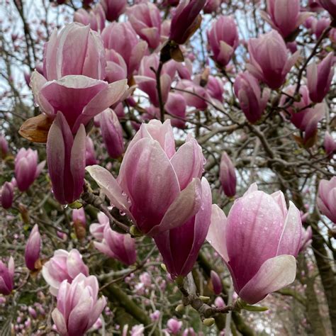 Saucer Magnolia Magnolia X Soulangeana Vics Tree Service