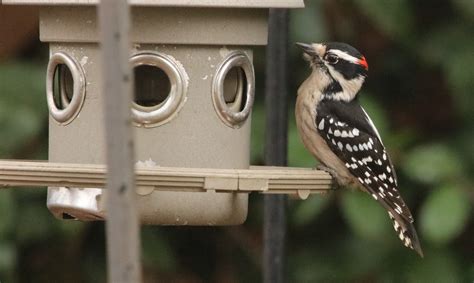 Downy Woodpecker - Media Literacy Clearinghouse