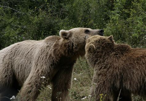 Social Interactions of Our Wild Animals - FOUR PAWS International ...