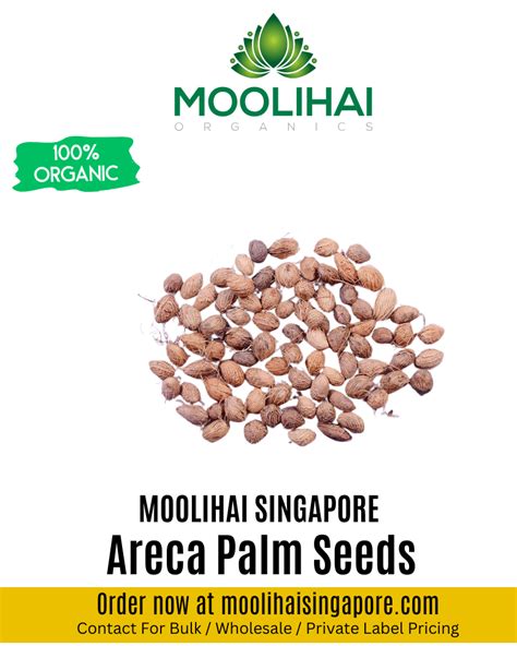 Areca Palm Seeds – Moolihai Singapore