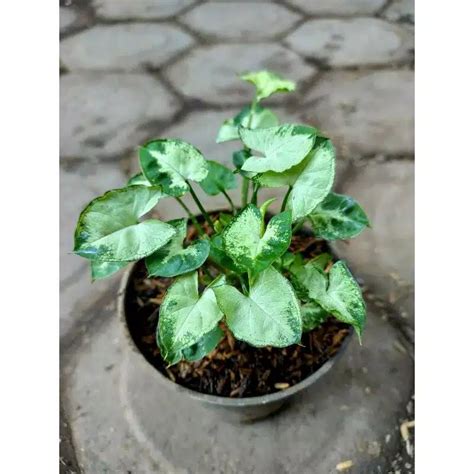 Jual Tanaman Singonium Liliput Keladi Mini Murah Shopee Indonesia