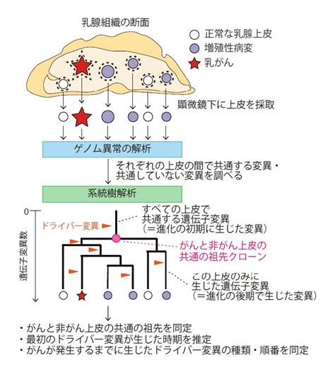 乳がん発生の進化の歴史を解明～ゲノム解析による発がんメカニズムの探索～ テック・アイ生命科学