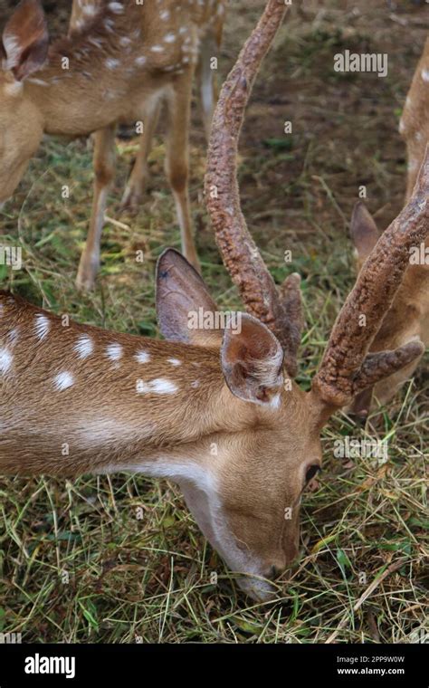 A Close Up Picture Of An Adult Spotted Deer Eating Grass Stock Photo