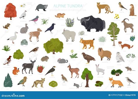 Apine Tundra Biome, Natural Region Infographic. Terrestrial Ecosystem World Map Stock Vector ...