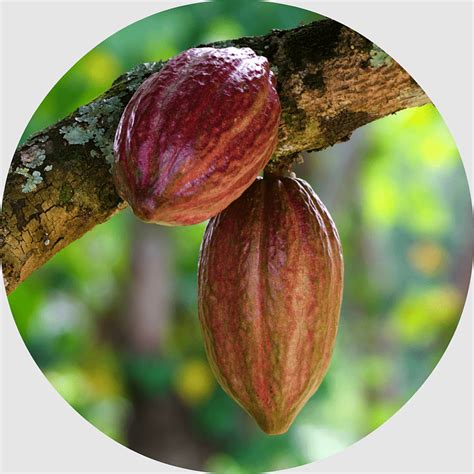 Forastero Theobroma Theobroma Cacao Cacao Cocoa Solids Cargill