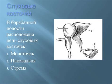 Анатомия и физиология слухового анализатора - презентация онлайн