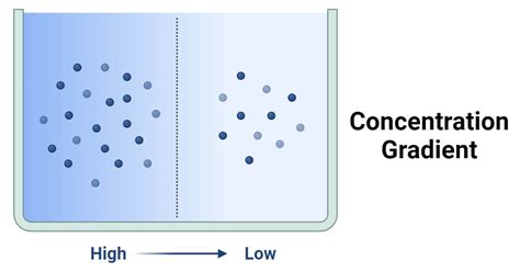 Concentration Gradient: Definition, Factors, Applications